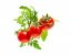 Mini paradajky, kapsule so semienkami a substrátom 3ks Click and Grow